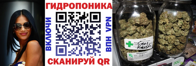 Конопля гибрид  Чистополь 